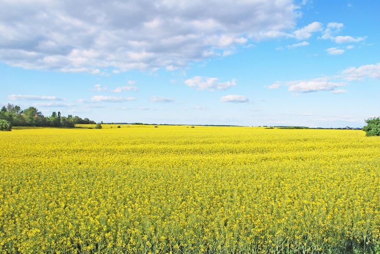 Rapsfelder kurz vor Lenz