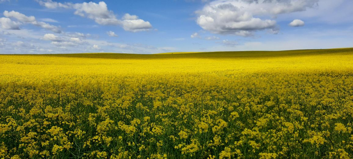 Rapsfeld Ende Grundstück