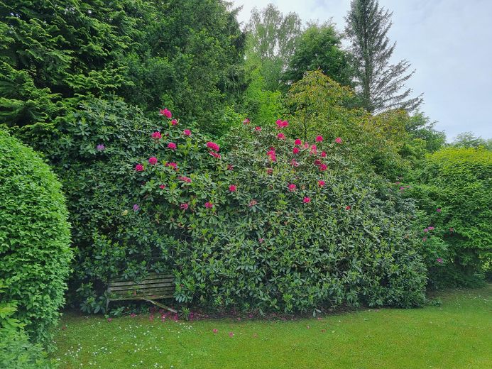 Rhododendron am Südende des Ra
