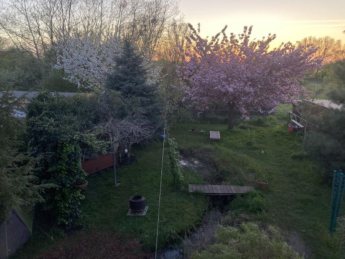 Frühling - Kirschbaumblüte