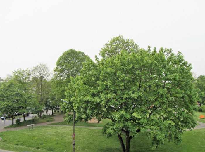 Alfter/Bonn * für Selbstnutzer & Kapitalanleger *Aufzug! * Loggia * Stellpl * Barrierearm* – Aussicht  ... Park am Rathaus
