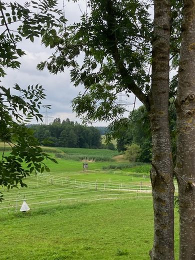 Blick vom Platz Richtung Wald