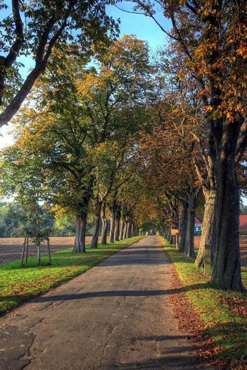 Idyllische Altbauwohnung mit Blick aufs Wasser – Allee