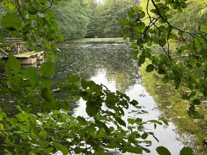 Teichanlage mit 4 Teichen, großer Wiese und Baumbestand (ca. 3 ha / 29.994 qm) in Sontra - Ulfen – Foto 1
