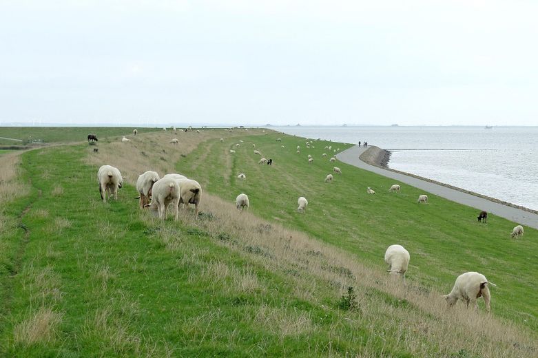 Direkt am Deich des Hafens