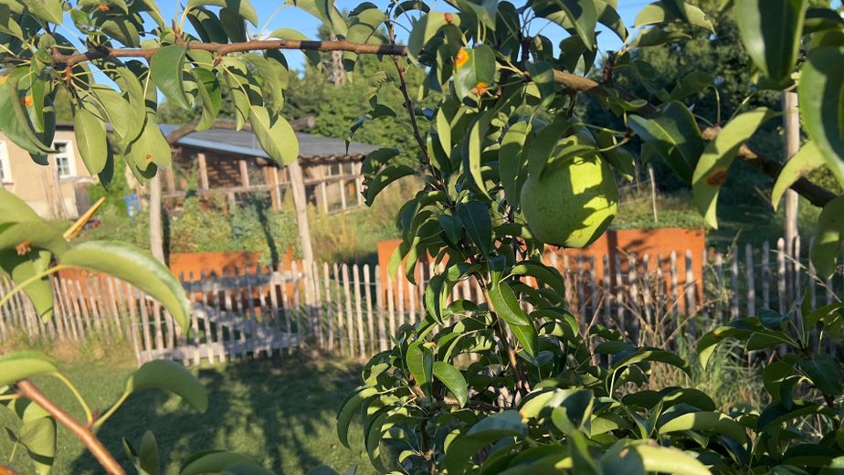 Biesenthal: 1.646 m² erschlossen, Altbau, PV-Anlage, 40 Min nach Berlin – Obstbäume