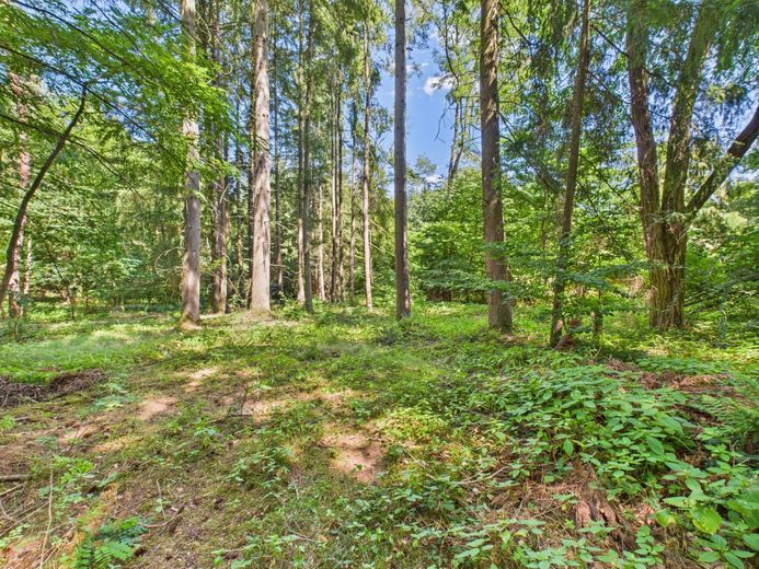 Wochenendgrundstück in traumhafter Lage - Verstecktes Paradies für Ruhesuchende! – Bild 5