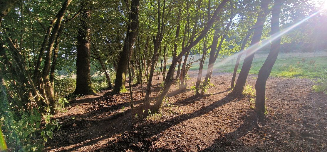 Landhaus Generationenhof mit bis zu 10 ha Land und Bachlauf – Oase für die Vierbeiner