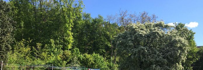 Großer grüner Garten