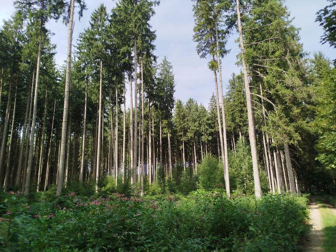 Vendesi area boschiva con ottimo soprassuolo – Foto 3