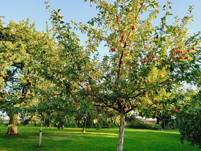 Streuobstwiese