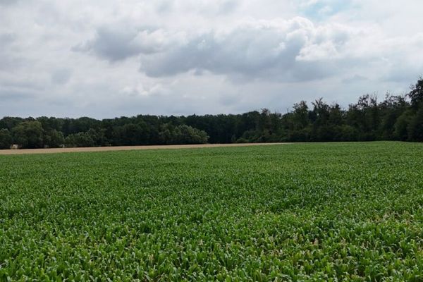DIETZ: Superficie di terreno agricolo tra Harpertshausen, Altheim e Richen in vendita