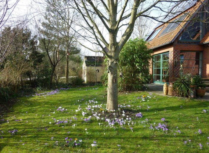 Ökologisch nachhaltiges Niedrigenergiehaus - gesund wohnen mit Lehm – Krokusse auf der Wiese