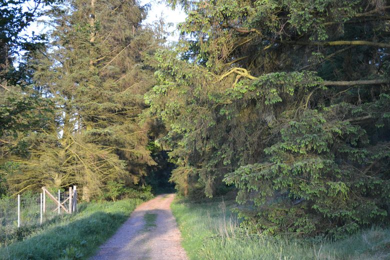 Waldweg vor der Tür