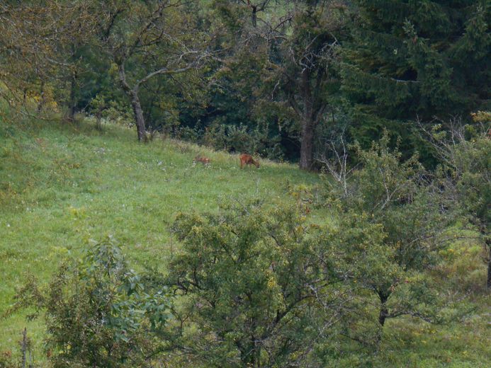 Manchmal kommen die Rehe