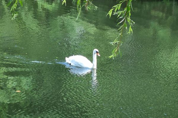 L’eau murmure « devant la porte » – des canards et des cygnes nagent dans l’eau !