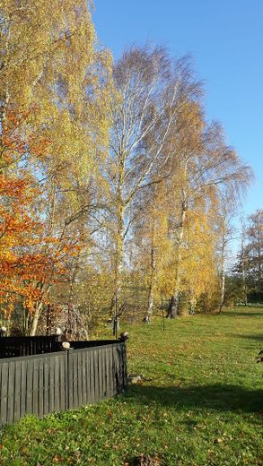 Inselidyll mit Boddenblick: Großes Grundstück & Ferienhaus-Potenzial auf Rügen – Garten im Herbst