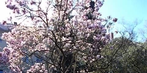 RESERVIERT  Schäfersee-Nähe! Bezugsfrei, lebendig – Garten mit Magnolie