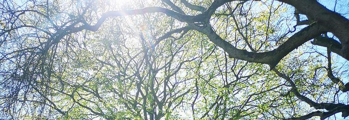 Buche im vorderen Garten