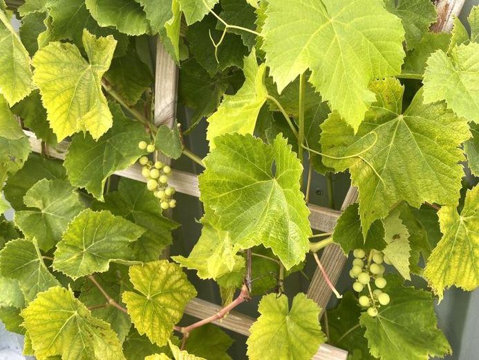 Weinreben am Container