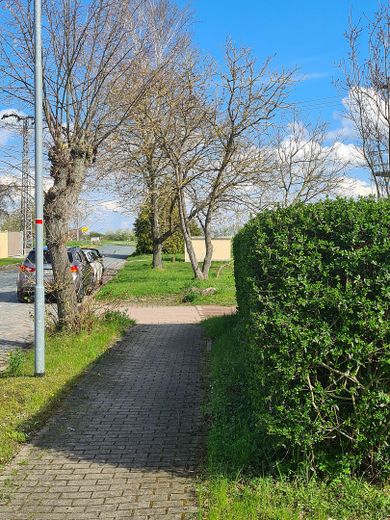 Hecke zum Bürgersteig