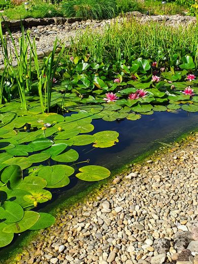Gartenteich