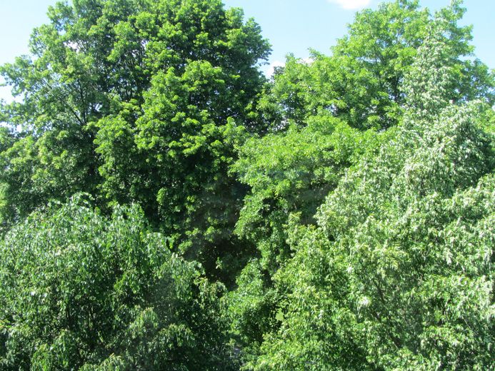 Umgebung ... alter Baumbestand