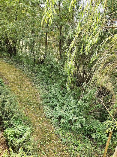 L’architettura incontra la natura – casa in muratura con privacy e un’esperienza abitativa straordinaria – Naturbereich m. Bachlauf (Süd)
