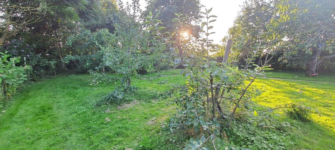 Sanierung gestartet! Haus mit Fahrplan &amp; 
1.603 m² Grundstück an der Nordsee – schön gepflanzter Obstgarten