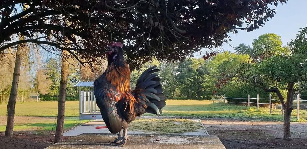 Tu sueño de tener un caballo en casa se hace realidad – Weide