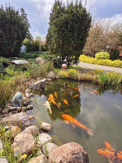 Naturparadies nähe Ludwigslust mit Schwimmteich, Koiteich und Werkstatt für Pendler Hamburg - Berlin – Koiteich