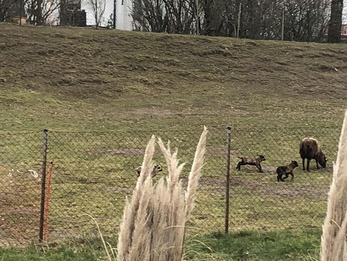 Blick auf Schafweide von Küche