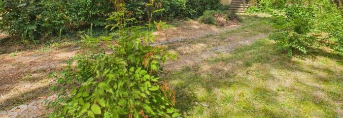 Dornröschen am Waldrand - großartiges Grundstück mit historischem Einfamilienhaus, provisionsfrei!