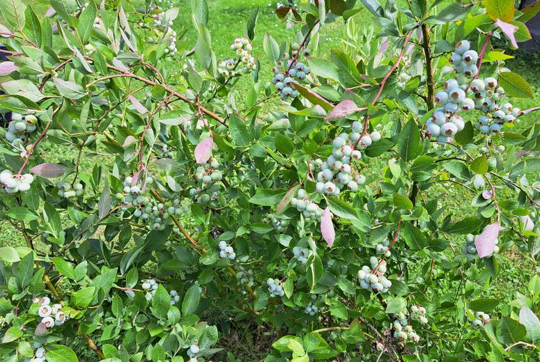 Blaubeeren