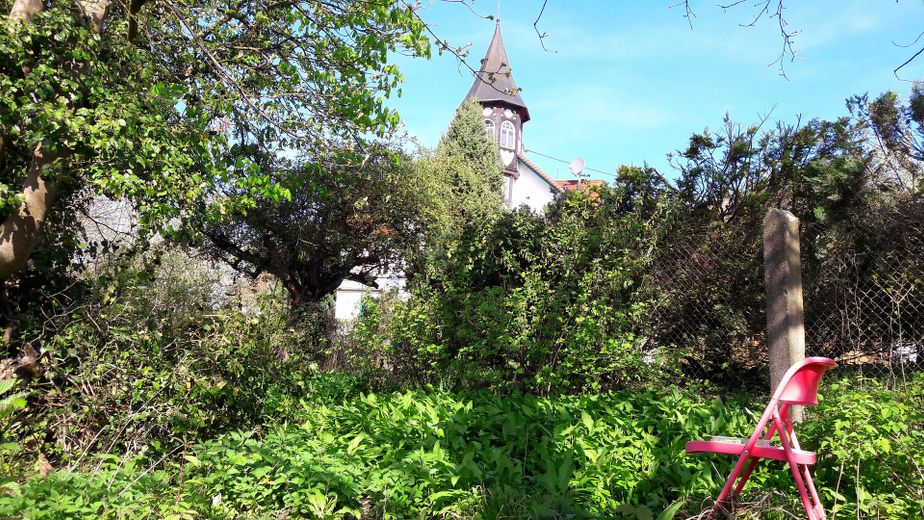 Bärlauchfeld im Garten
