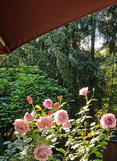 Rosengarten