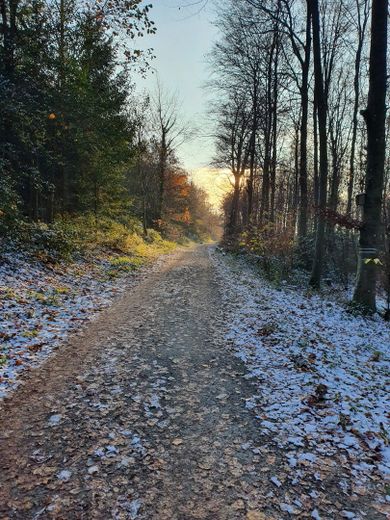 Waldwege direkt ums Haus