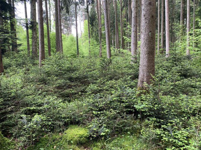 Traumhafte Wälder