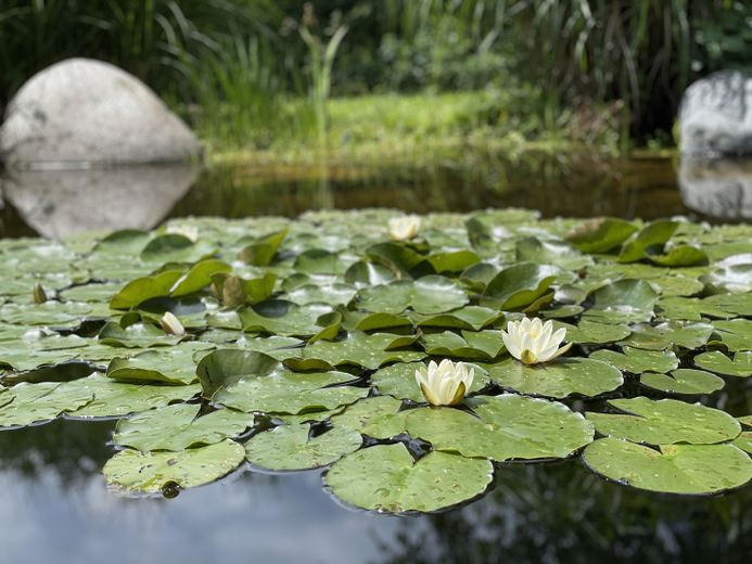 Angelegter Garten mit Teich