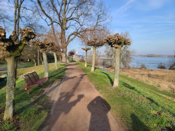 Rheindeich im Winter 1