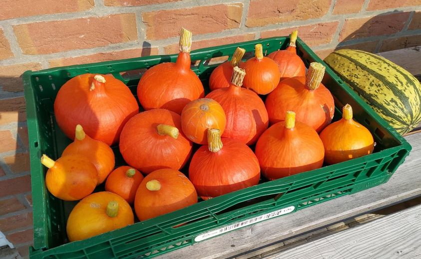Herbstliche Ernte