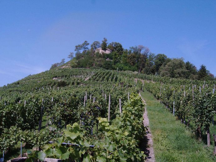 Weinberg, direkte Umgebung