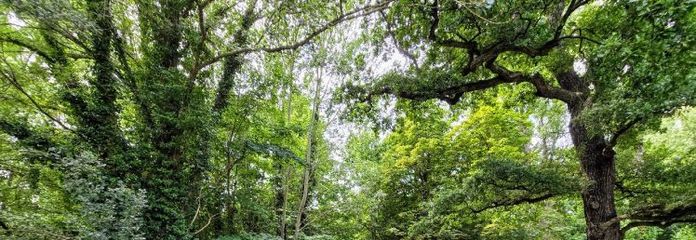 Einmalige Lage am Auenwald  großzügiges Baugrundstück in Schkeuditz