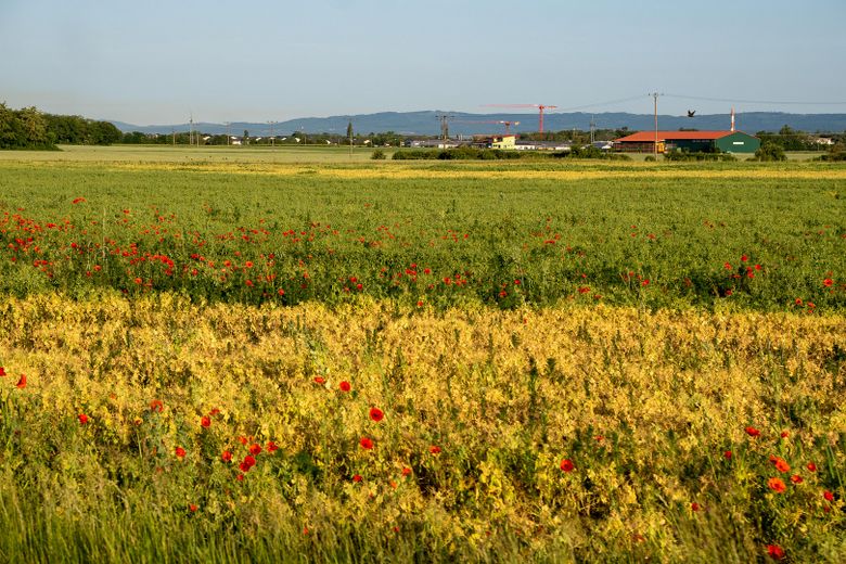Schönes Baugrundstück (386qm), hervorragende Lage im Neubaugebiet Schänzchen III, Hochheim am Main. – Nachbarschaft