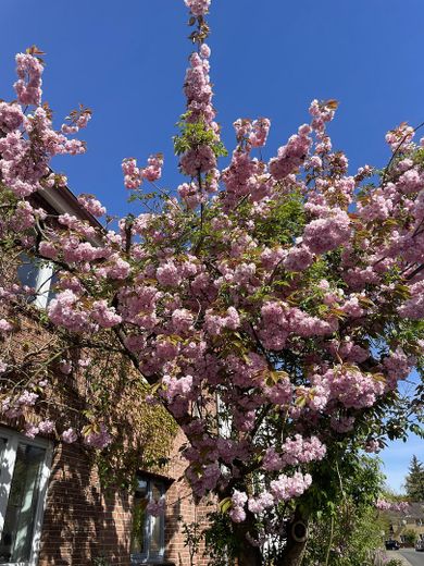 Besonderes Schmuckstück mit Atmosphäre – Kirschbaumblüte