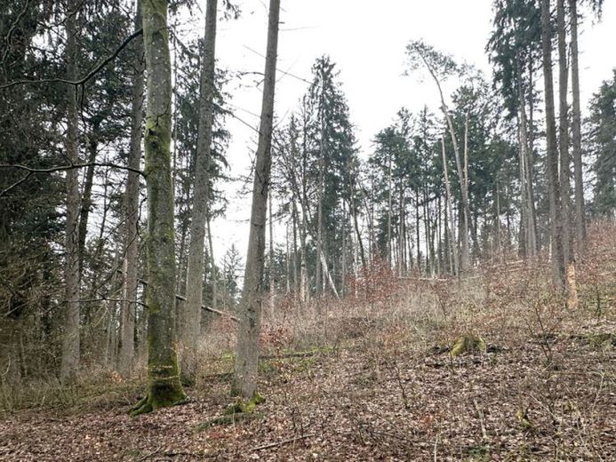Hobby Wald – Brennholzlieferant – Ausgleichsfläche – Foto 1