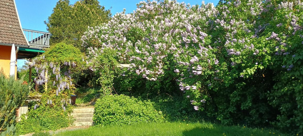 GARTEN MAI 2025 