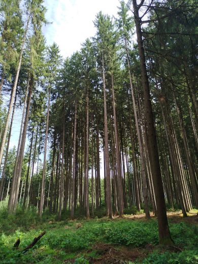 Vendesi area boschiva con ottimo soprassuolo – Foto 1