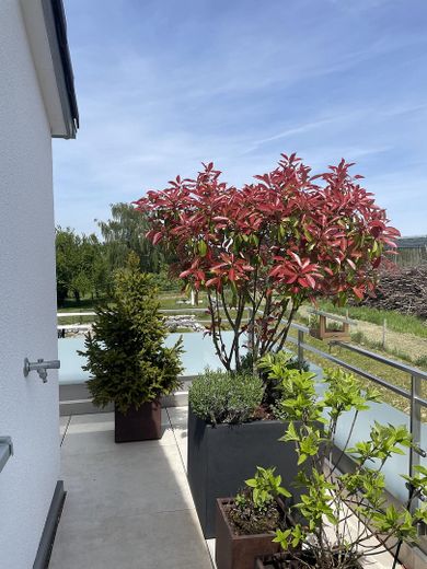 Penthouse mit teilweiser Berg- und Seesicht, 50 m² Außenflächen – Toplage Ailingen – Aussicht Balkon Ost