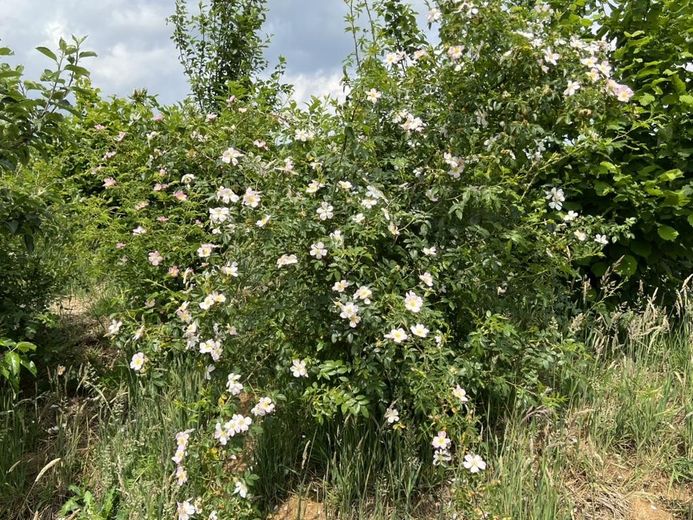 Blütenzauber im Garten